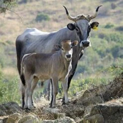 Caciocavallo Podolico - Presidio Slow Food -Food Series Store 1527688186963 jpg