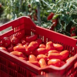 Pomod'oro Organic Sauce - Cipriani Venezia -Food Series Store 241511520 366020831661134 8469216712099800029 n