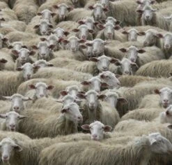 Pecorino Romano Italian Cheese -Food Series Store 2859 0