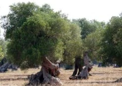 DOP Umbria MARFUGA (3 Bottles) -Food Series Store 4da16a10ae902f5eb477b6e30b150519 1