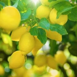 'Ravello' Memoritaly Limoncello From Amalfi Coast -Food Series Store AdobeStock 263986668