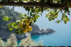 Gazzosa Lurisia (4 X 9.3 Oz) -Food Series Store DSC9560