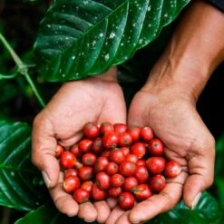 Caffè Terzi Bologna Nespresso Caps -Food Series Store caffeterzi nespresso3