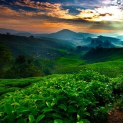 Caffè Terzi Bologna Nespresso Caps -Food Series Store caffeterzi nespresso4