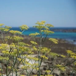 'Maiori' Wild Fennel - Italian Digestive Crafted Liqueur -Food Series Store fennel 1708342 1280