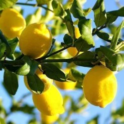 Limoncello Cookies From Sicily -Food Series Store limoni 1