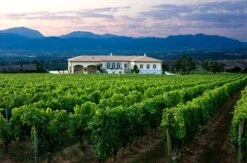 Cantico Extra Virgin Olive Oil 'The Expression Of Umbria' Organic Biologico -Food Series Store lungarotti tenuta