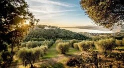 L’affiorante Umbria Marfuga EVO Oil – Monocultivar Moraiolo -Food Series Store paesaggio olio olivi umbria