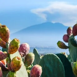 Amaru Unnimaffissu - L'amaro Siciliano -Food Series Store unnamed 23